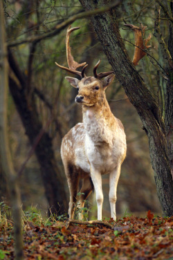 h4ilstorm:  King of the hill (by Pim Stouten)