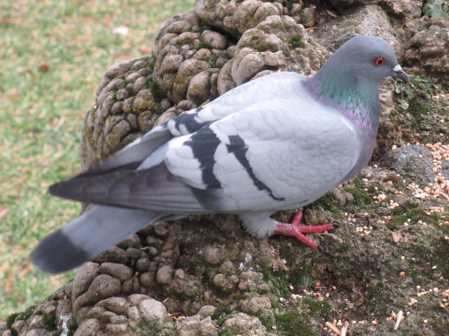pigeongay