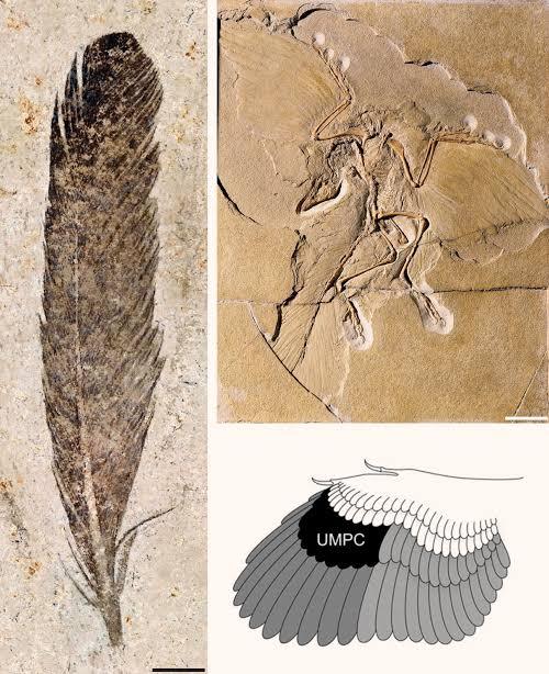 Wednesday 16/6/21 - Cool Dinosaur Feather Facts