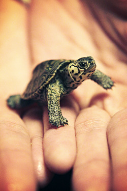 earthandanimals:  My Baby White Concentric Diamondback Terrapin. She was about the size of a nickle when this was taken. She is now bigger than a quarter and doing well! :) 