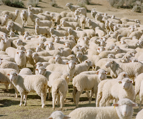 kent-andreasen:Sheep 