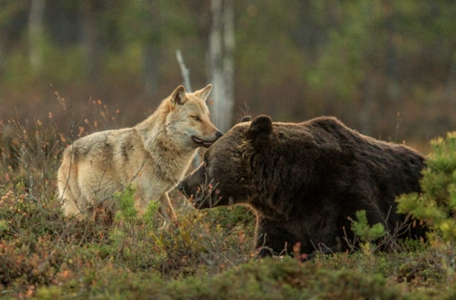 nubbsgalore:  photos by lassi rautiainen, susan brookes and staffan widstrand of a rare friendship that developed between a female grey wolf and a male brown bear in northern finland.  notes lassi, “no one can know exactly why or how the young wolf