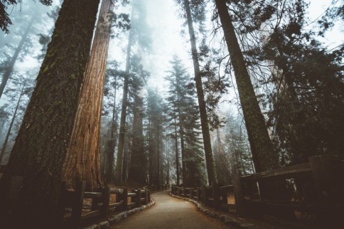 jasonincalifornia: Mystic Sequoia Instagram////Prints