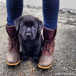 trackaholicsanonymous:  i want the puppy and shoes… 