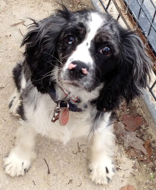 Cute puppy! What breed is Patsy? Washington Square Park Dog Run