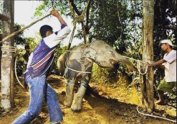 Please DO NOT ride the elephants in #Thailand