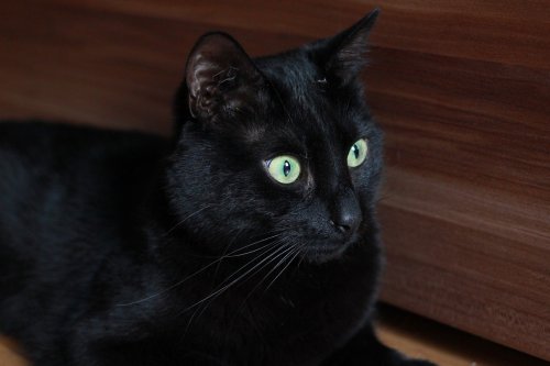 catsnpussys
