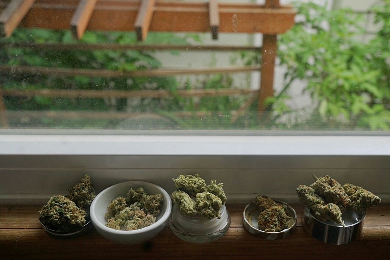 mice-teeth:  sour tangie, J1, cinnex, orange velvet and thc pro 😥😛 
