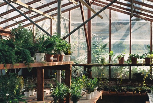 l0velyyb0nezz:
“Green house
”