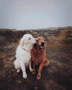 awwww-cute:  A Good Boye and a Good Girl