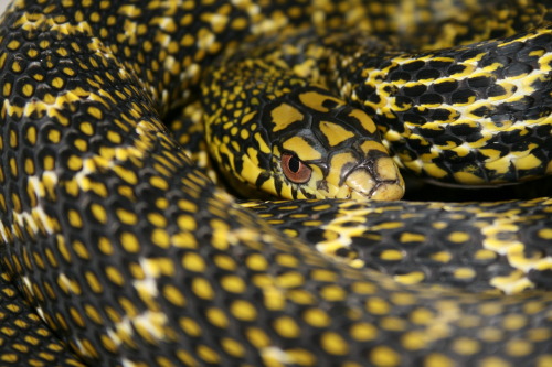 forkedtonguekisses:Ramesses - King Rat Snake - Elaphe carinata