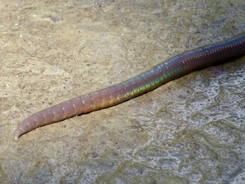 onenicebugperday:Giant earthworms, Martiodrilus sp., Glossoscolecidae Found in South AmericaPhoto 1 