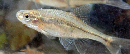kqedscience:The Oregon Chub Is The First Fish Ever Taken Off The Endangered Species List“A tin