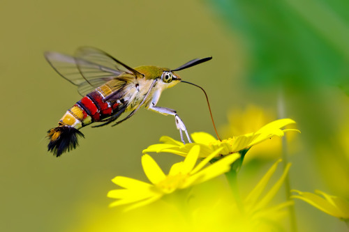 animalworld:COFFEE BEE HAWKMOTHCephonodes hylas©Nitin PrabhudesaiCephonodes hylas, the coffee bee ha