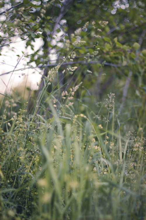 rabbitinthemeadow:  A soft and breathy melody, labored and dripping with the sweetness of nectar // 