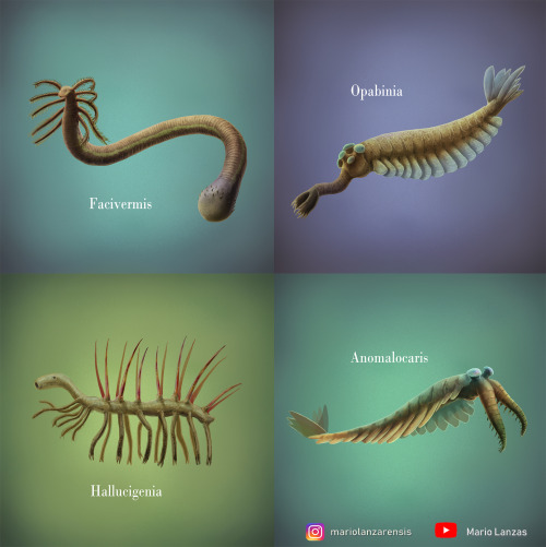 mariolanzas:CAMBRIAN LIFE: Facivermis, Opabinia, Hallucigenia, Anomalocarisfeatured among many other