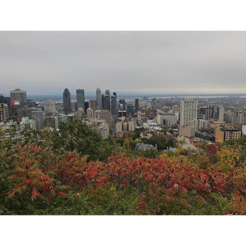 I decided to chase autumn to Montréal#Montreal #MTL #parcdumontroyal #FoozyTravels #FoozyInMontrea