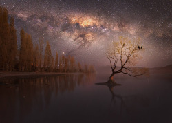 just–space:  Lone tree under the Milky