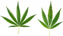 coloradommj:  “Medical Cannabis 101: Know