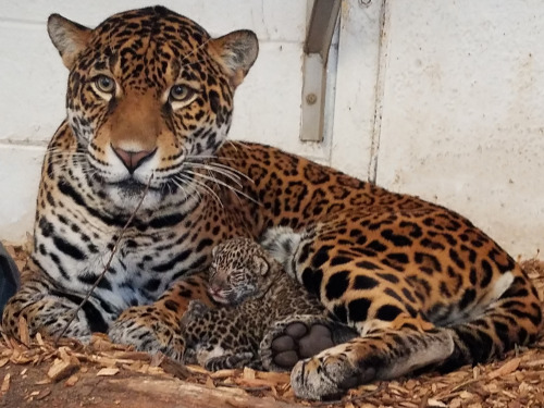 elmwoodparkzoo:We wish every mom out there the happiest Mother’s Day!