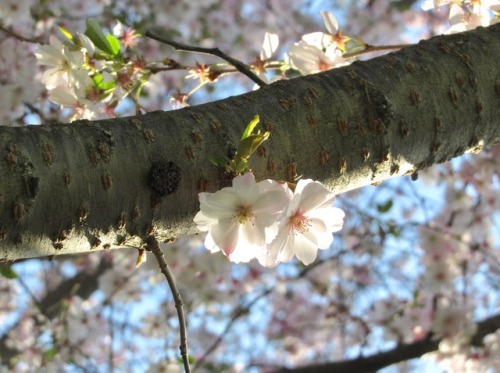 botanicality: Title: Burst into BloomArtist: @geopsychCategory: PhotographyDivision: Harvest Pl