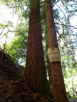 dafuqismyhalo:  Hiking the Proxy Falls loop, Oregon 