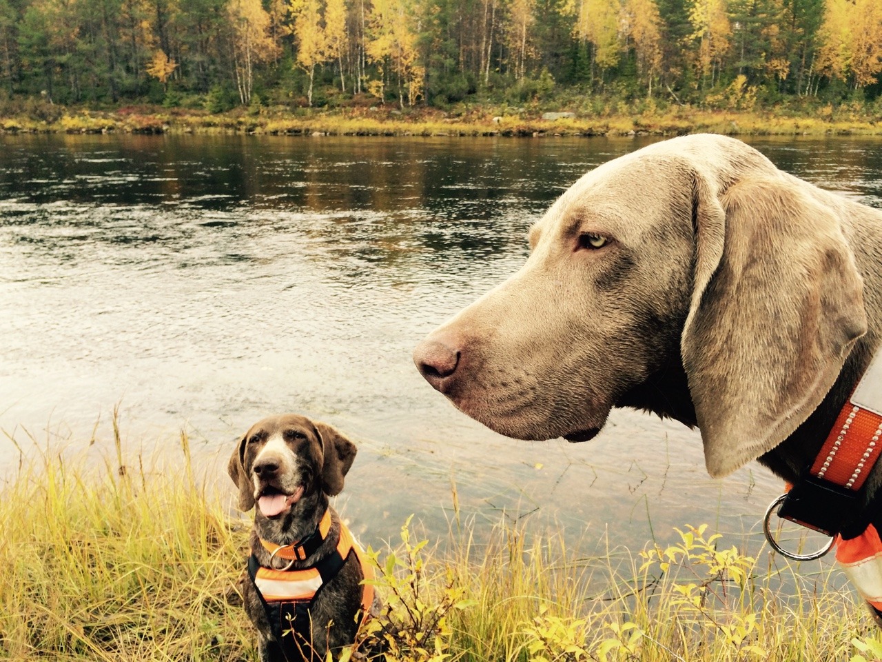 wild-kitchen:  Saima - the German Shorthair Pointer, and Haru - the Weimaraner