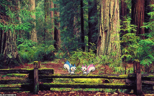 blackthorngym:Pachirisu