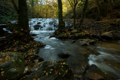 Pastorale by Samuel Raison