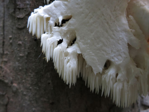 puffballs