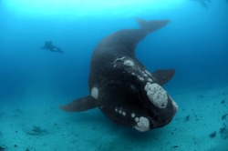 thelovelyseas:   A diver has a close encounter wih a southern right whale by Brian J Skerry  holy amazing 