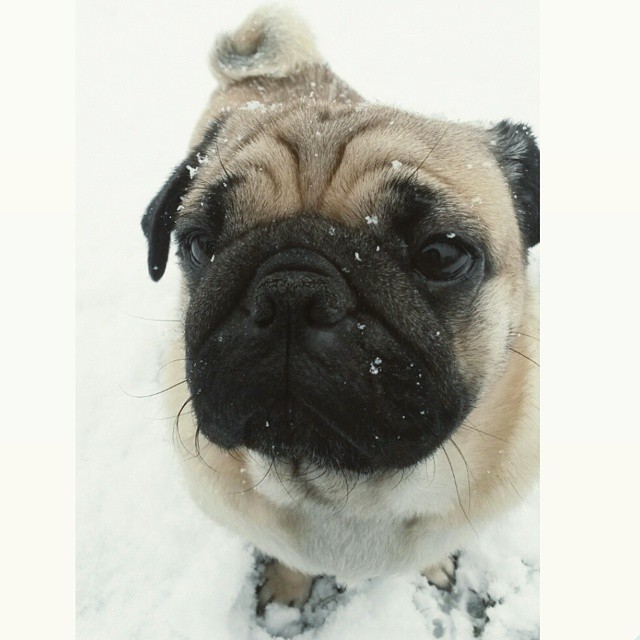 ilovepugs4ever:  Follow Dog Quotes. 