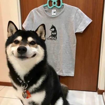 Featured image of post Husky Tumblr Shiba Inu Du darfst dir einen hund nicht nach seinem aussehen aussuchen sondern nach seiner verwendung