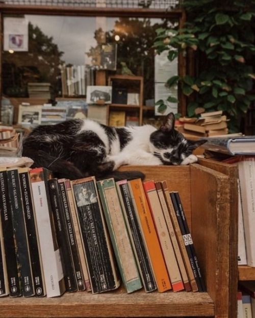 daily–cats:  Cats &amp; Books ♡