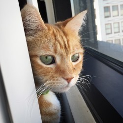 fin-for-the-win:  Pretty Kitty in the City. #finforthewin #meowmonday #ginger #gingercat #greeneyes #dtla #whiskers #orangecat #cute #kawaii #neko #nyan #meow #catsofinstagram