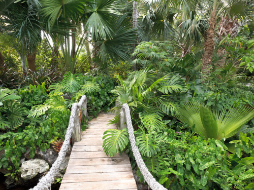 acai-lagoon: mango-turtles: jungle-sorbet: enter your tropical paradise here xo ❀☯Follow mango-t