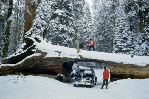 vintagecamping: Tourists explore massive dead tree with tunnel cut out for road Sequoia National For