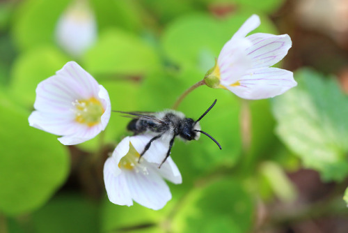 Andrena cineraria, ashy mining beeby 90377Instagram | Etsy Shop