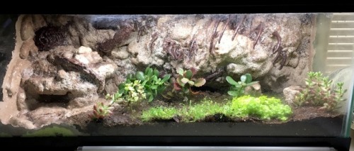 sunfish-exotics:Added a few more plants to Coal’s future tank. I’m not sure how the groundcover plan