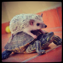 animals-riding-animals:  hedgehog riding