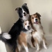 lilbougiebish:everythingfox:Dogs having a group photo(via)Oh my goodness, they’re