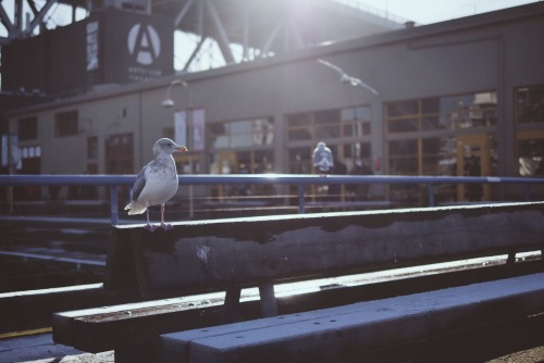 To many people this is &lsquo;just&rsquo; a Sea Gull but there are actually many different s