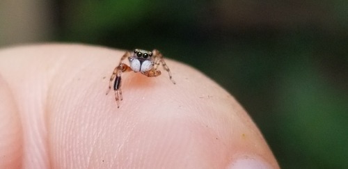 bugkeeping:Four-lined Slender Jumping Spider Marpissa lineata