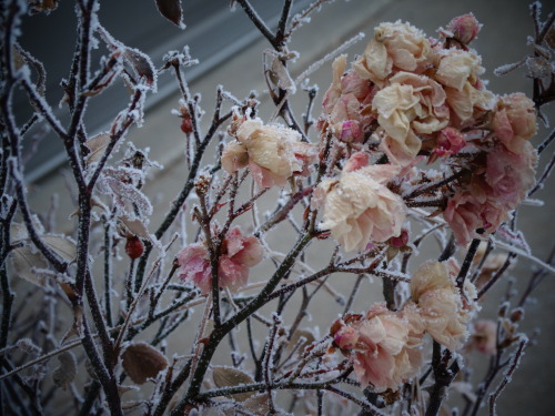 mysuburbandecay:The frost makes things pretty