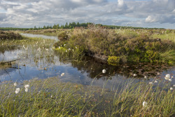 pagewoman:   Bellcrag Flow, Wark Forest,