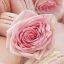 rosepopdreams
