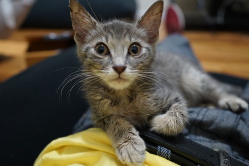 Half kitten, half furry brown marker