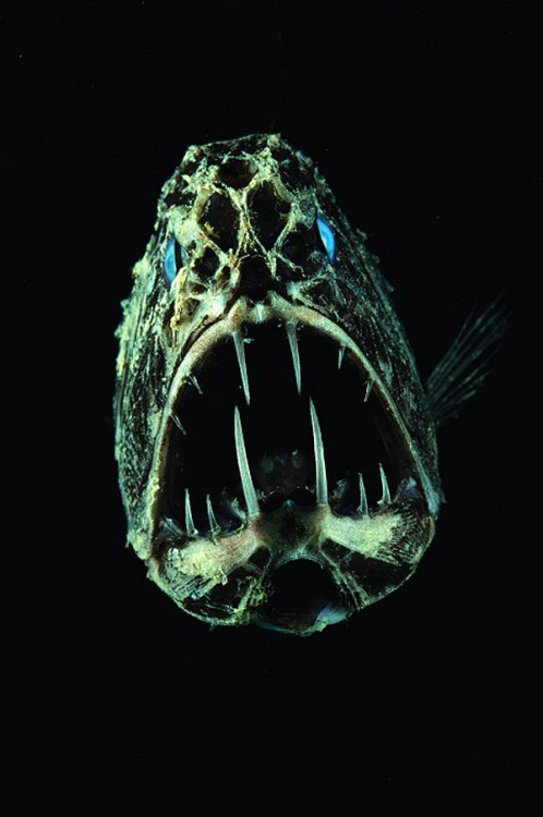 bobbycaputo:  David Shale Captures the Beauty and Terror of Deep Sea Creatures