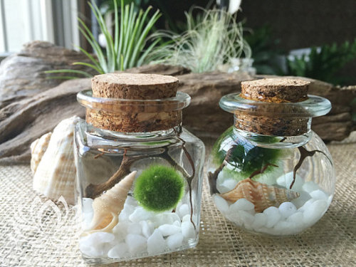 Marimo Aquarium //Zentilly