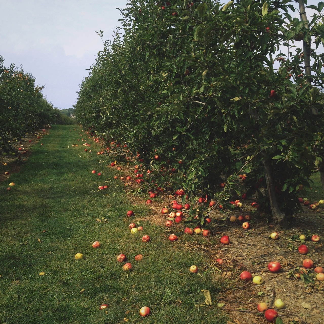 magickandmoss:  Today I went apple picking to get some apples for my pie for Mabon